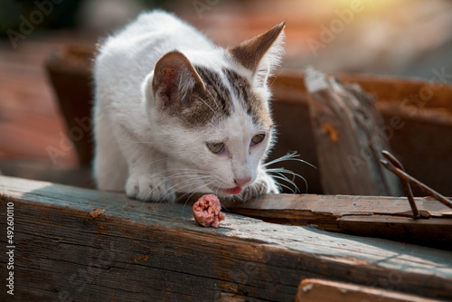 Abandoned hungry street cat living in ruined slums eating meat in Hamamonu, Ankara.. photo