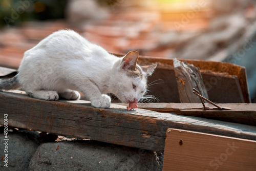 Abandoned hungry street cat living in ruined slums eating meat in Hamamonu, Ankara. photo