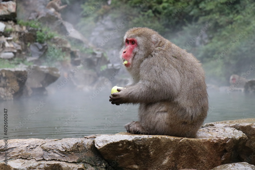地獄谷野猿公苑、猿、温泉、世界唯一、長野県