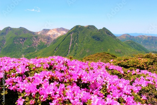 ミヤマキリシマが咲き誇る九重連山、日本百名山 © おたどん