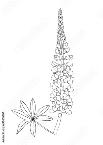 Line art lupine illustration. Elegant drawing of summer flowers. Hand-drawn garden lupine bud. Floral line drawing on white background. Lupin outline for a wedding or brand design