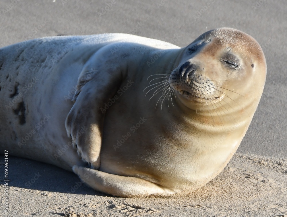 Fototapeta premium island sea lion