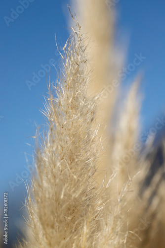 silbrig leuchtendes pampasgras mit blauem himmel photo