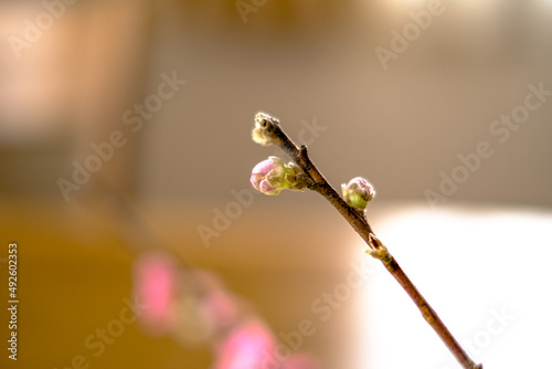 桃の花のつぼみ © satoko*