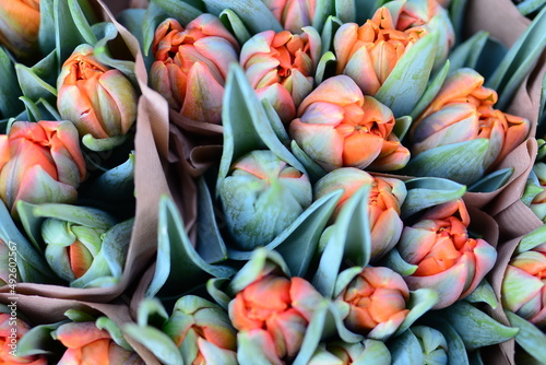 Close up of orange tulips from above