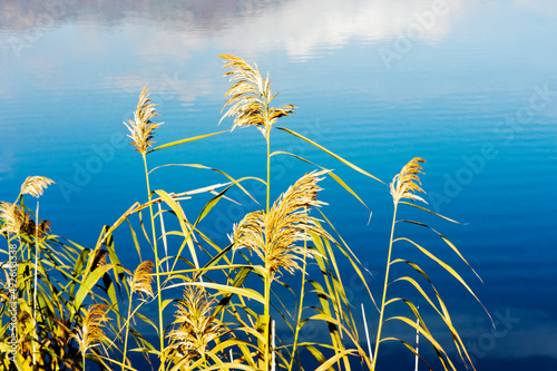 Close up of grassy inflorescences along the lakeside.  photo