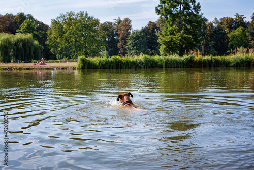 Brown dog swims in the water in Stromovka park in Prague, Czech Republic. Sunny hot day. Walking dog outside.