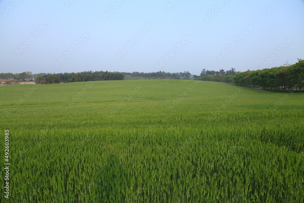 green green
