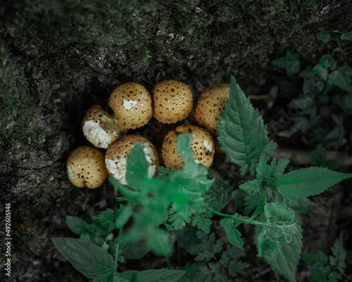 Mushroom Fungus Fungi Growing at Base of Tree