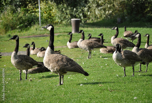 wild geese in a grassy meadow by the river rhine, heidelberg, germany.