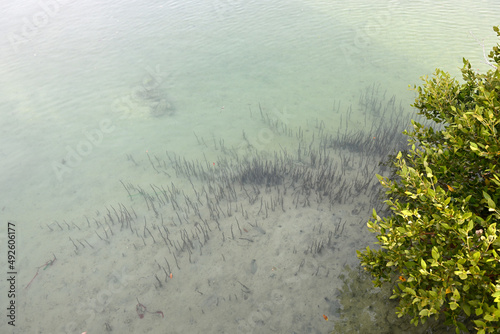 Purple Island full of Mangrove in Thakira. Known as Dakhira photo