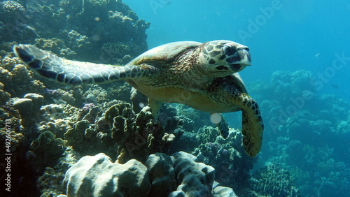 Sea turtles . Great Reef Turtle .Bissa. © Vitalii6447