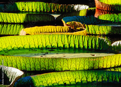 Photography Amazonian water lily pads