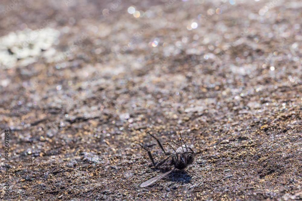 Fly lying on the back of a rock