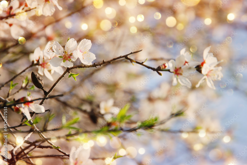 background of spring cherry blossoms tree. selective focus background of spring cherry blossoms tree. selective focus