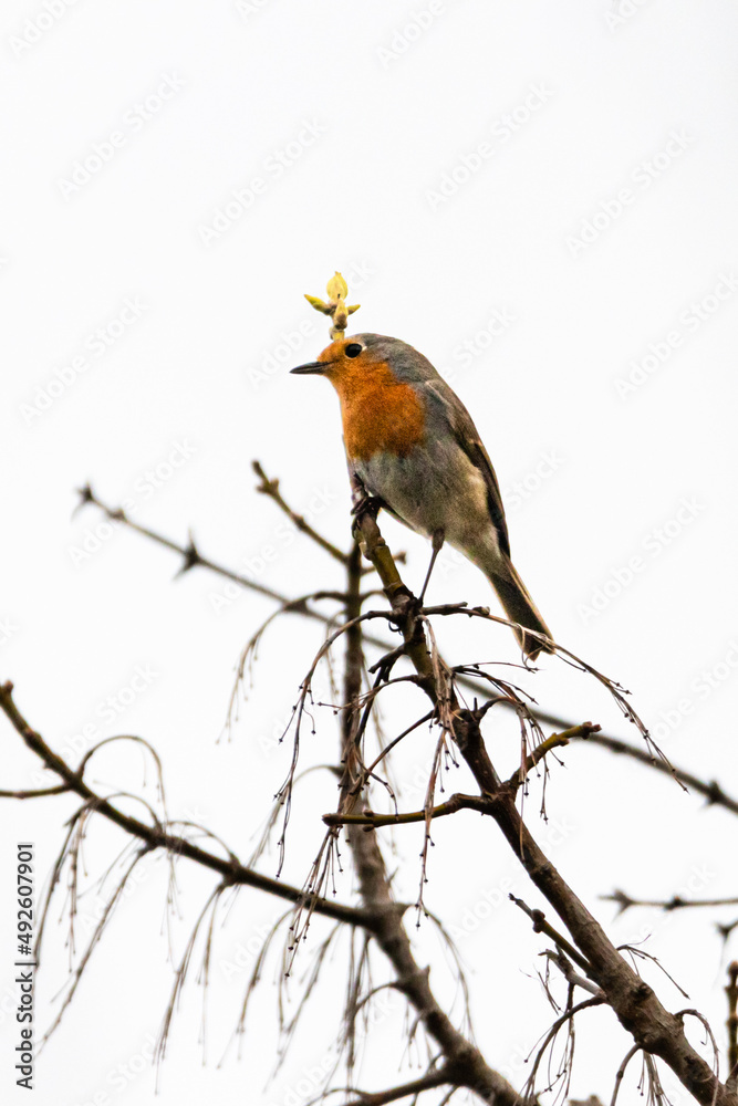 European Robin perched on a tree branch European Robin perched on a tree branch