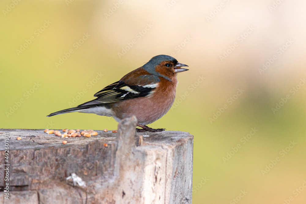 Common Chaffinch in a garden in the morning Common Chaffinch in a garden in the morning