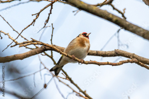 European Goldfinch perched on a tree branch