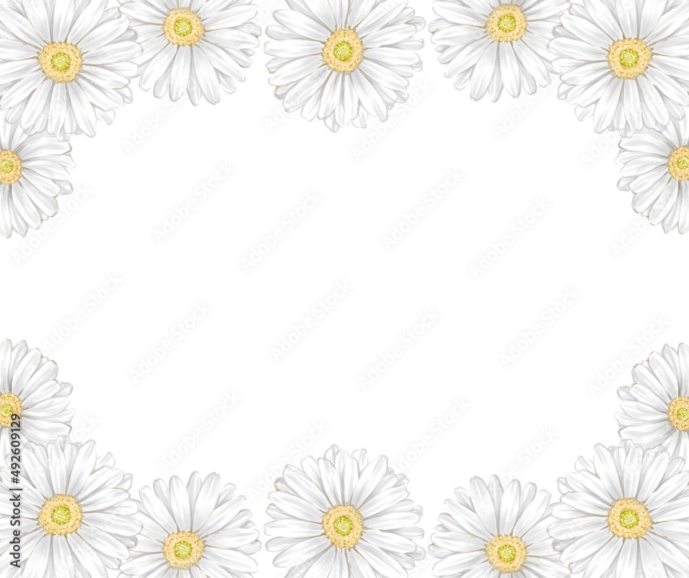 Many white gerbera frames drawn in digital watercolor Many white gerbera frames drawn in digital watercolor
