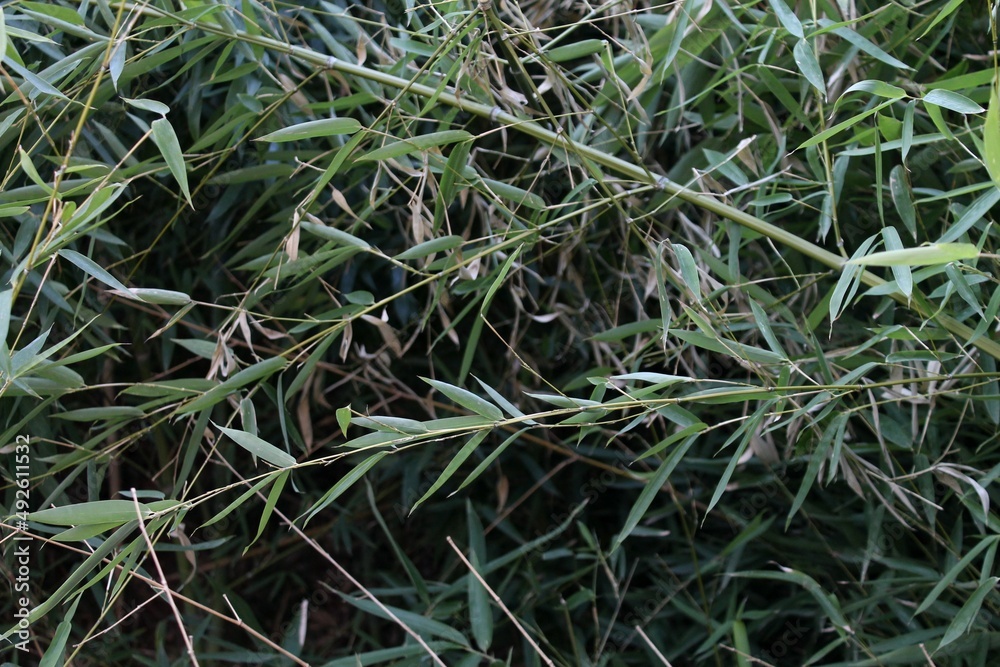 Pianta Pianta