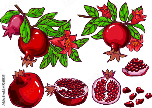 Set of garnet fruits