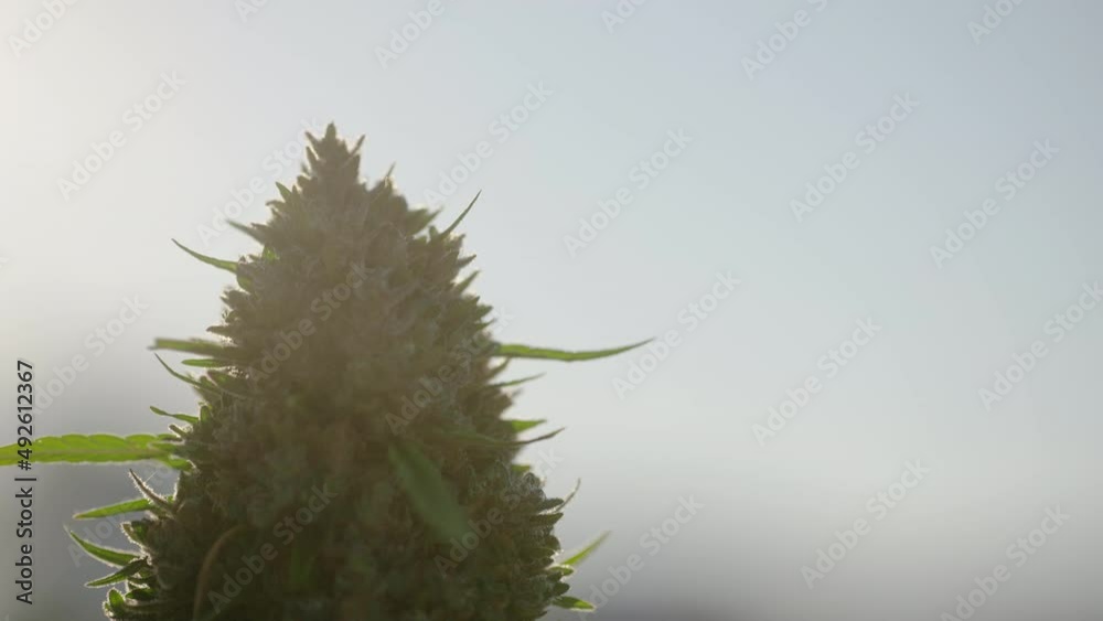 Cannabis farm in South East Colorado at sunrise. Cannabis farm in South East Colorado at sunrise.