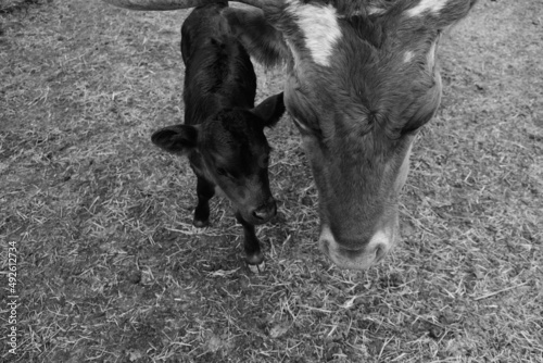 Top view of longhorn cow with calf in black and white.