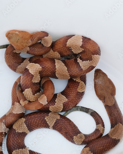 Venomous copperhead snakes with pattern on white background. photo