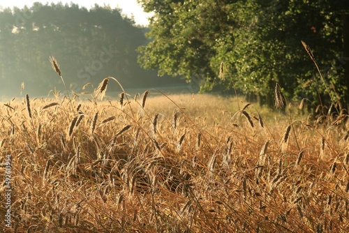 Zboże o poranku photo