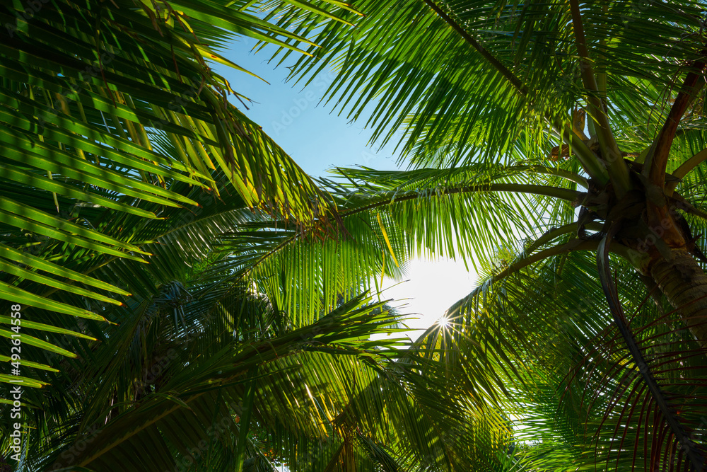 Lush green tropical palm leaves and shining sun Lush green tropical palm leaves and shining sun