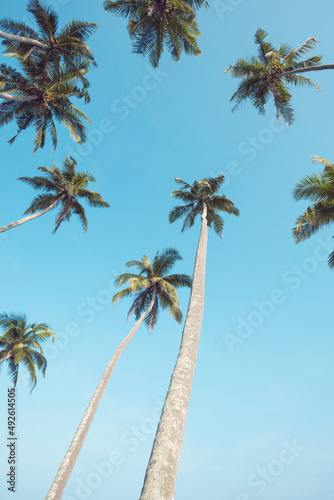 Coconut palm trees on tropical beach with blue sky