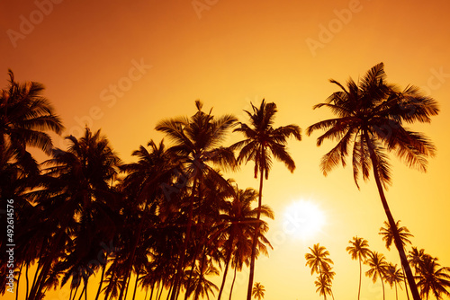 Coconut palm trees silhouettes on tropical beach at sunset