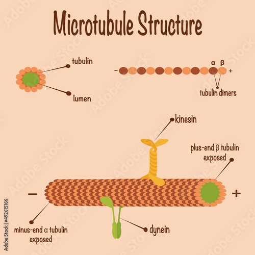 Microtubule structure diagram photo