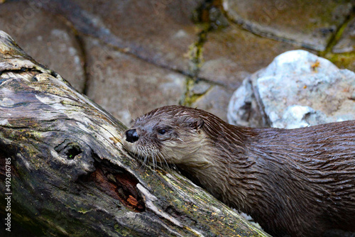 otter on the tree