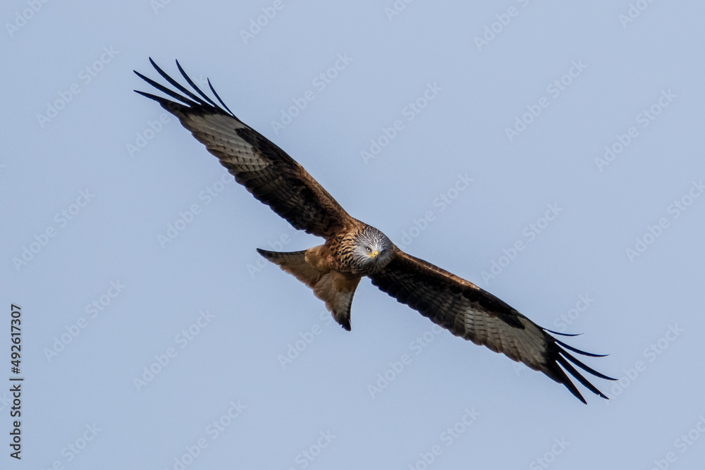 Fototapeta premium Rotmilan schwebt durch die Lüfte