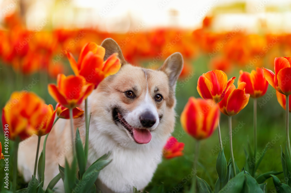 portrait of a cute puppy dog corgi pembroke sits among bright buds and flowers of tulips in a summer flower bed portrait of a cute puppy dog corgi pembroke sits among bright buds and flowers of tulips in a summer flower bed