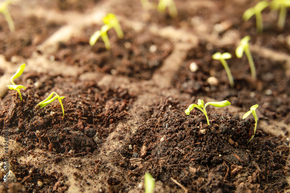 Tiny celery plant seedlings with cotyledons and first true leaves, close up. Celery or celeriac plants in seed starter tray with potting soil, indoors on windowsill or in greenhouse. Selective focus. Tiny celery plant seedlings with cotyledons and first true leaves, close up. Celery or celeriac plants in seed starter tray with potting soil, indoors on windowsill or in greenhouse. Selective focus.