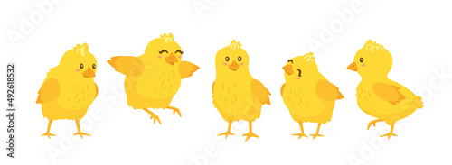 Fotografia happy yellow chicks set. Vector illustration isolated