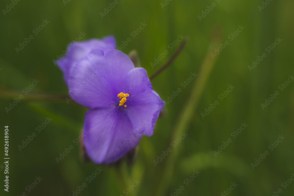 Purple Spiderwort Flower Blooming In Garden Purple Spiderwort Flower Blooming In Garden