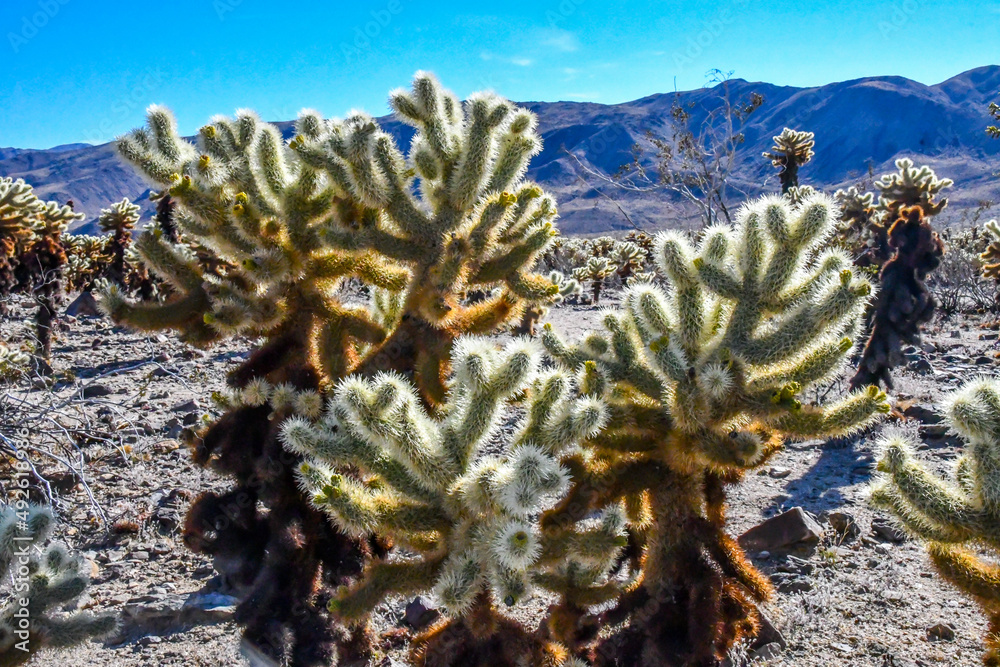 A Teddy Bear Cholla in Joshua Tree National Park, California A Teddy Bear Cholla in Joshua Tree National Park, California