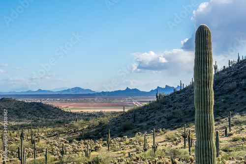 A long slender Saguaro Cactus in Casa Grande, Arizona