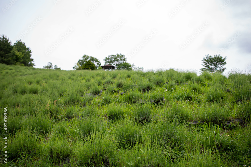 Obraz premium 大分市(野津原町) 大分県県民の森