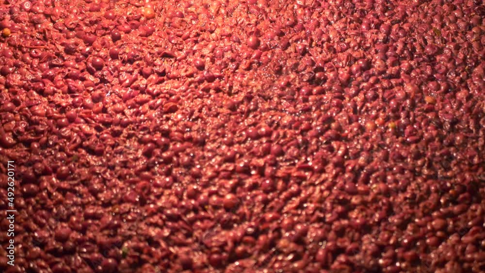 Fermentation raisin