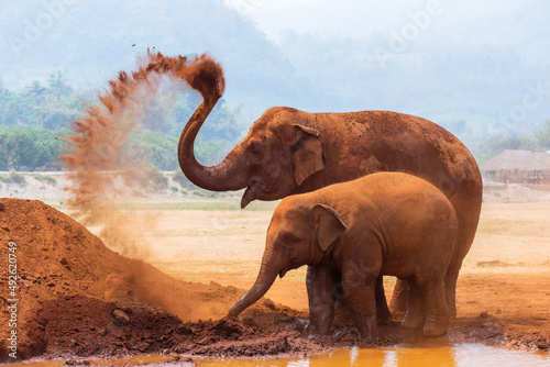 Baby elephant and mother playing in Northern Thailand photo