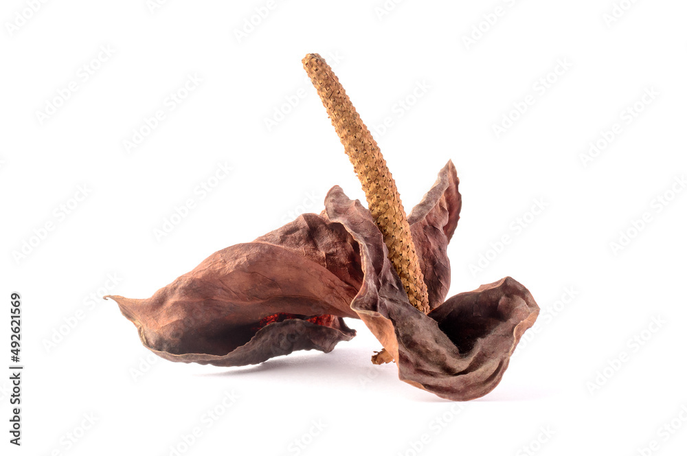 Fototapeta premium dried anthurium flower, also known as tailflower, flamingo flower and laceleaf, closeup view isolated on white background