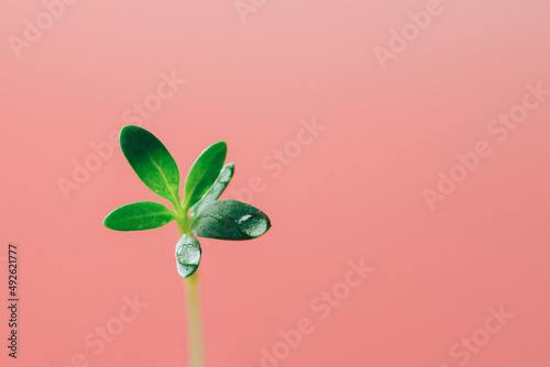 Parsley sprout with dew drops against pink background.