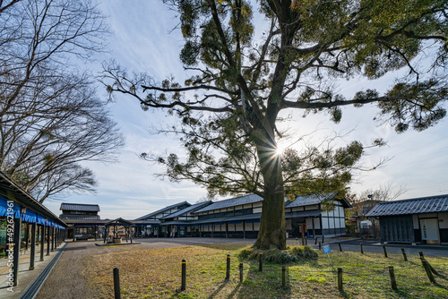 中山道会館のエノキとヤドリギ
