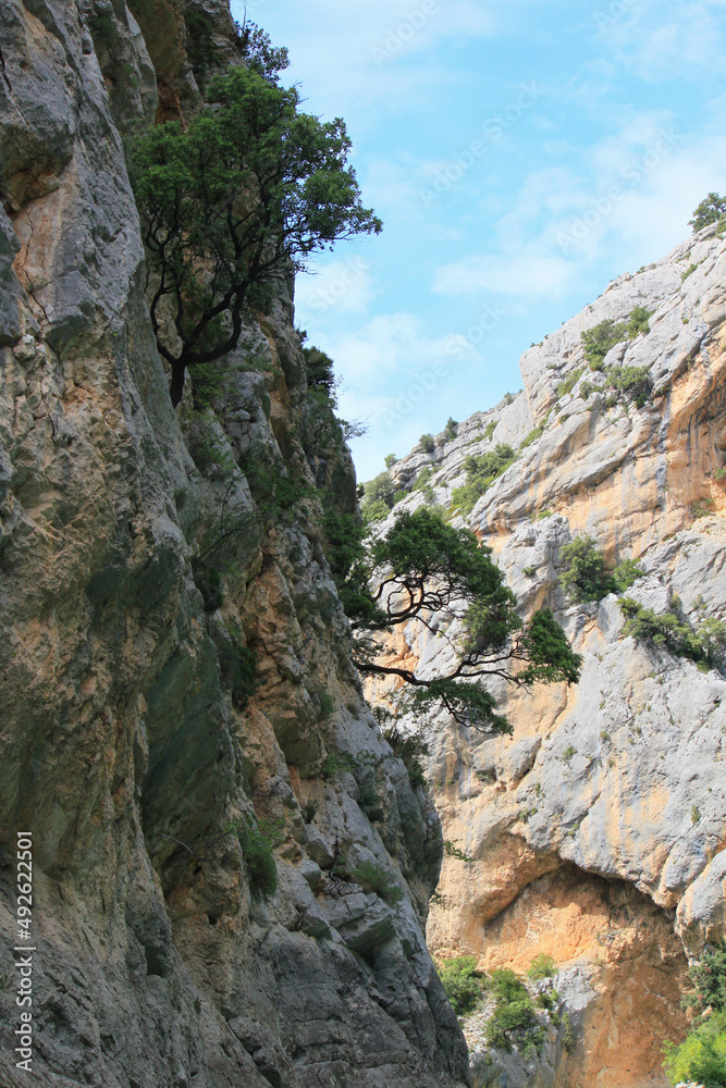 Landscape with rocks, scarps and curved trees inside the canyon of the Verdon Gorge in the regional national park Verdon, Provence, France