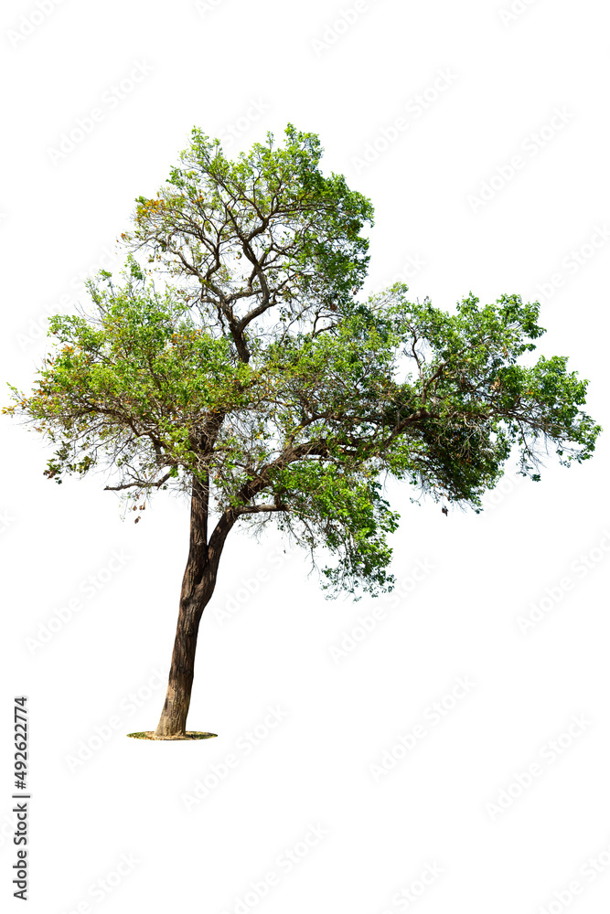Obraz premium Perspective of tree isolated on white background., tropical trees isolated used for design, advertising and architecture.