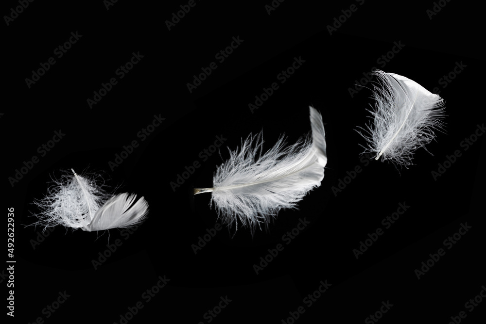 Obraz premium White feather isolated on a black background.